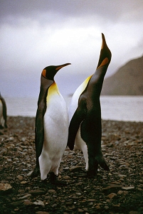 © Public Domain Zwei Pinguine